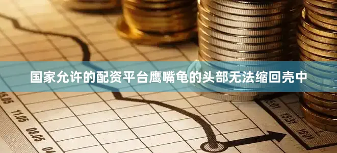 国家允许的配资平台鹰嘴龟的头部无法缩回壳中
